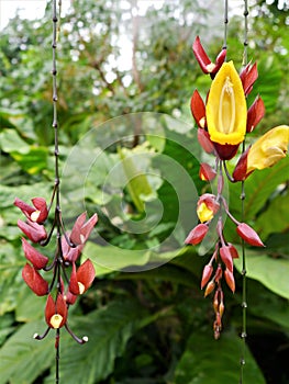 Thunbergia mysorensis, the Indian clock vine. photo