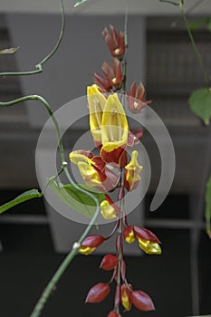 Thunbergia mysorensis interesting flower in bloom, yellow and dark red hanging flowers