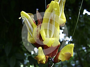 Thunbergia mysorensis vine in Detail photo