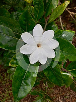 Thunbergs Gardenia, Princeville Botanical Gardens, Kauai, Hawaii, USA