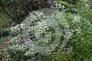 Thunbergs Lespedeza thunbergii Albiflora, arching branches with white flowers