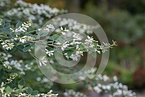 Thunbergs Lespedeza thunbergii Albiflora, a branche with white flowers