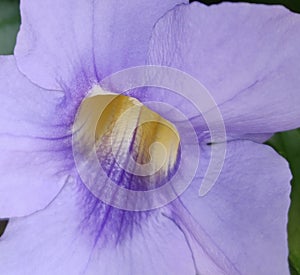 Thunder bergia flower closeup macroshot