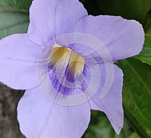 Thunder bergia flower closeup macroshot