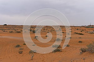 Thunder clouds over the sand and plants in camel farm area in the United Arab Emirates.