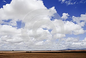 Thunder clouds over wheat fields