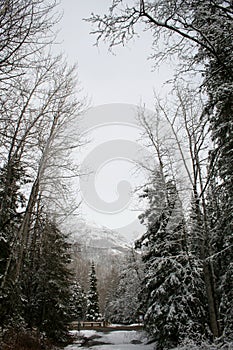 Thunderbird Falls hike on a snowy day
