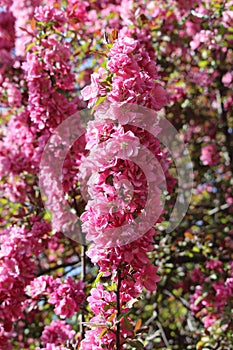 Thunderchild crab apple blossom spike