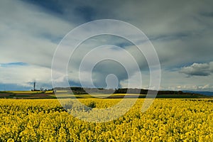 Thundercloud approaching a canola field