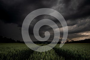 Thunderstorm dark clouds black over green corn