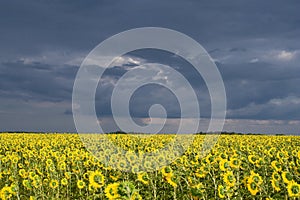 Thunderstorm field