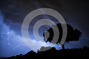 Thunderstorm, lightning, tree, holm oak