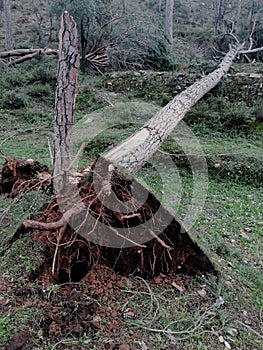 Thunderstorm nature tree lebanon huricane