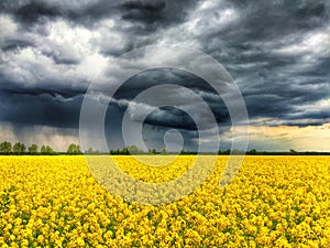 Thunderstorm over canola field