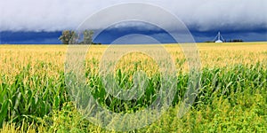 Thunderstorm Over Illinois Cornfield photo