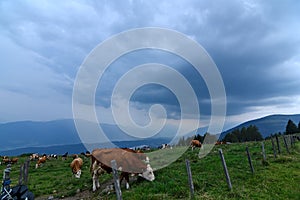 Thunderstorm over a lake in the alps of Austria with cows on the pasture in the mountains.