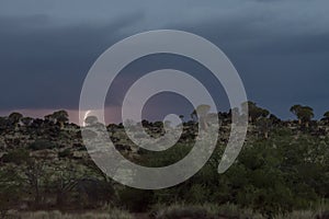 Thunderstorm over Quiver trees in Namibia