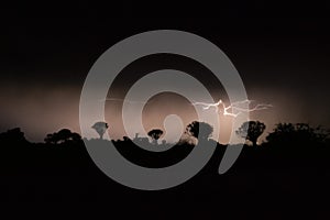 Thunderstorm over Quiver trees in Namibia