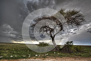 Thunderstorm tree