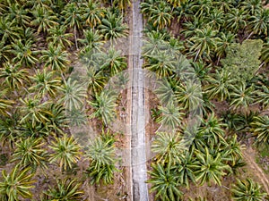 Thung Tako , Chumphon Thailand, palm trees from above at the southern part of Thaialnd, couple on the road