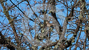 Thursh bird hidden in the tree branches