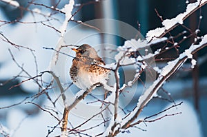 Thursh bird sit at the snowed branches