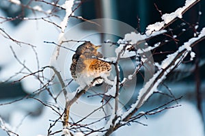 Thursh bird sit at the snowed branches