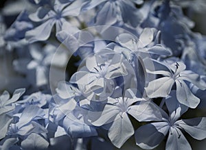 Thw Beautiful Blue Plumbago, in The Summer, Greece photo