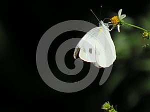 Thw butterfly and the flower got a black background.