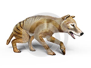 Thylacine photo