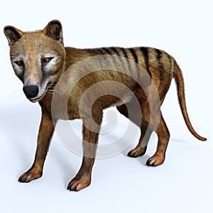 Thylacine Marsupial Side Profile photo