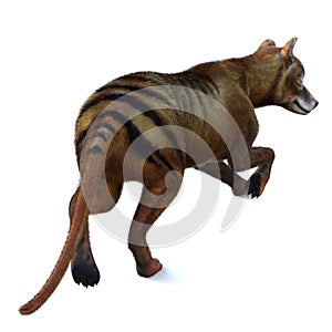 Thylacine Marsupial Tail photo