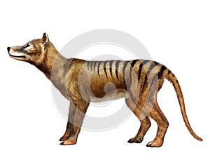 Thylacine Side Profile photo