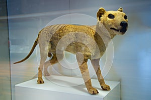 Thylacine Tasmanian Tiger