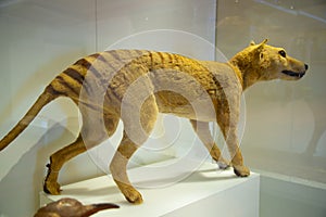 Thylacine Tasmanian Tiger photo