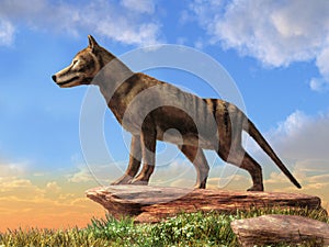 Thylacine photo