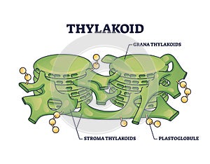 Thylakoid membrane bound chloroplast compartments structure outline diagram