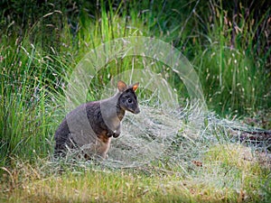 Thylogale billardierii - Tasmanian Pademelon known as the rufous-bellied pademelon or red-bellied pademelon