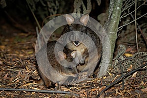 Thylogale billardierii - Tasmanian Pademelon known as the rufous-bellied pademelon or red-bellied pademelon, is the sole species