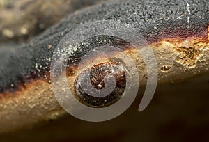 Thymalus limbatus feeding on polypore photo