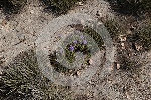 Thymbra capitata in bloom