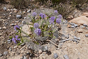 Thymbra capitata in bloom