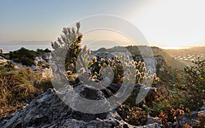 Thymbra capitata on Sella del Diavolo cliff, Cagliari, Sardinia, Italy