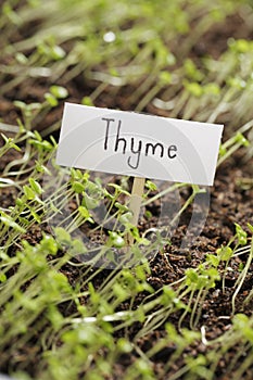 Thyme