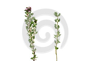 Thyme