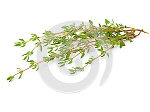 Thyme