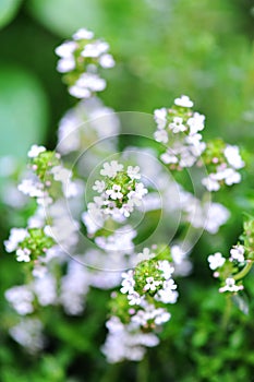 Thyme