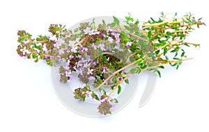 Thyme