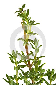 Thyme