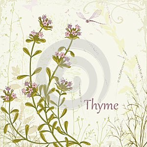 Thyme